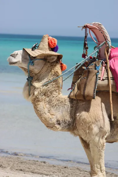 Dromadaire Djerba Sensations Resultat