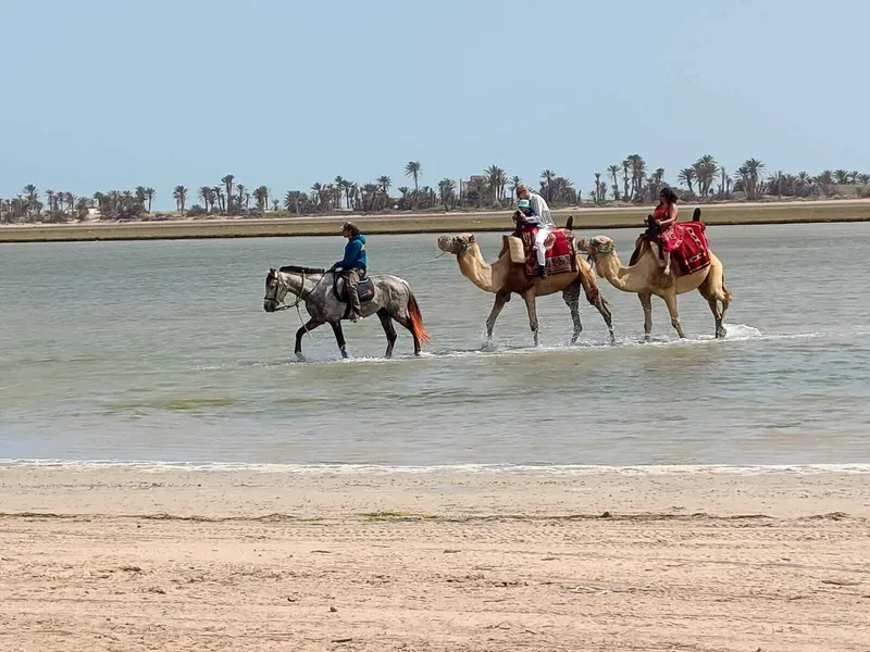 Dromadaire Lagune Djerba Sensations Resultat