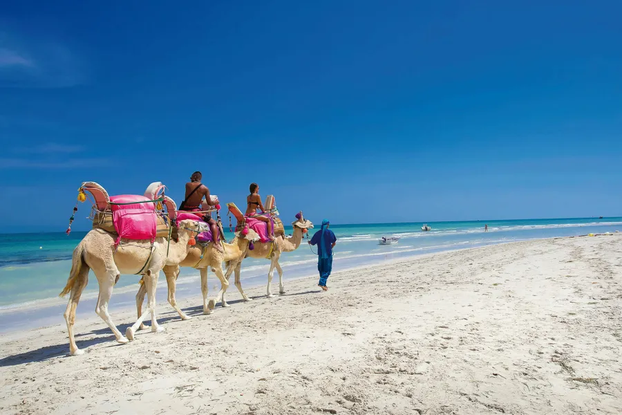 Dromadaire Djerba