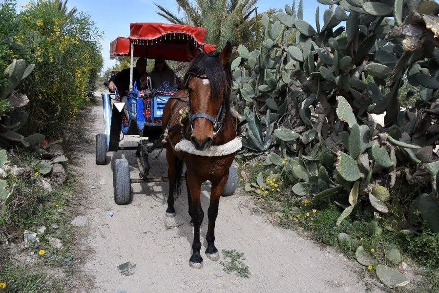 Calèche Midoun Djerba